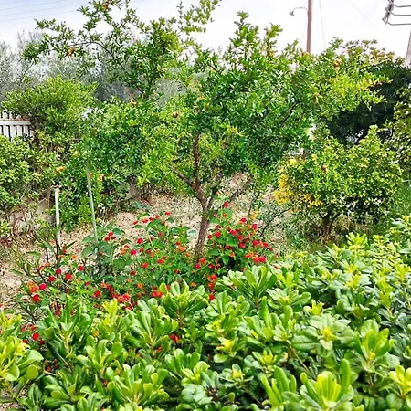 στον λεμονόκηπο Holiday home *